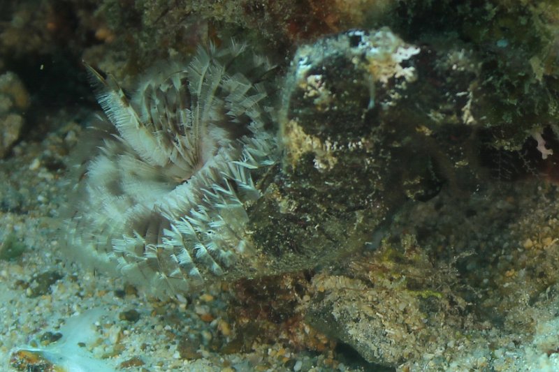Curacao 04-12 066.jpg
